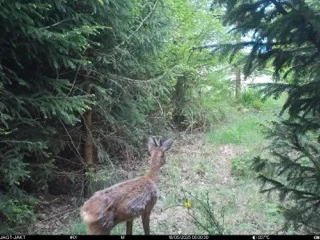 Deer