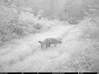 Fox at night